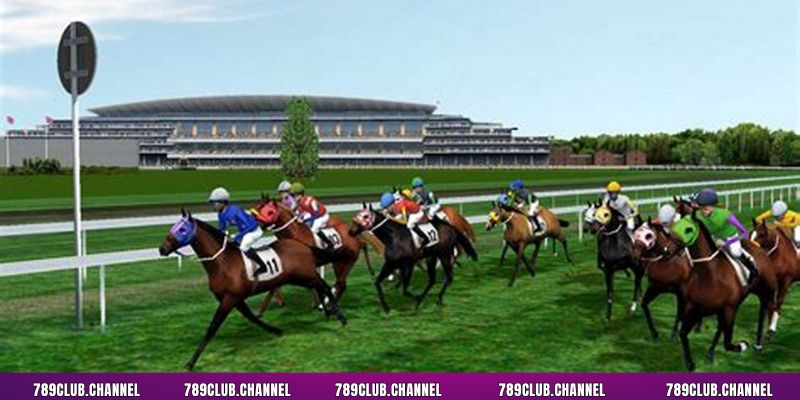 Dự đoán con chiến mã nào sẽ về top trong cược show